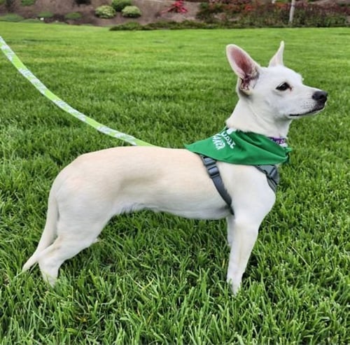LUCKY ZERO - Dachshund / Chihuahua available for adoption