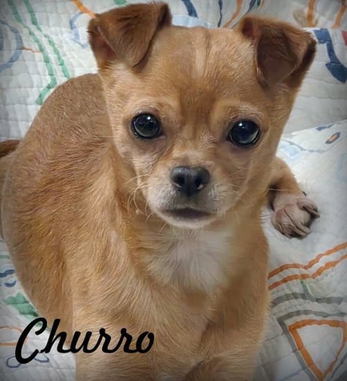 CHURRO - Chihuahua for adoption in Pomona