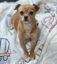 Churro - Photo 2