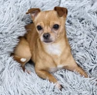 Churro - Photo 4