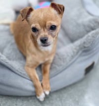 Churro - Photo 5