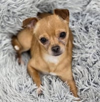 Churro - Photo 6