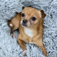 Churro - Photo 7