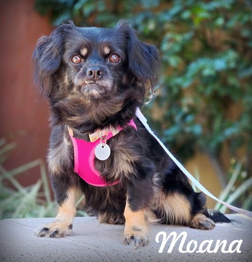 Moana Image