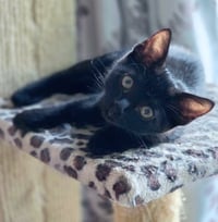 Panther - Photo 6