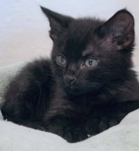 Panther - Photo 3