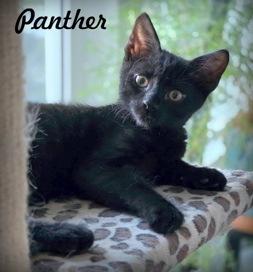 Panther Image