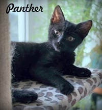 Panther - Photo 1