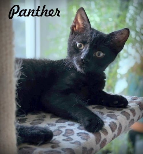 PANTHER - Domestic Short Hair available for adoption