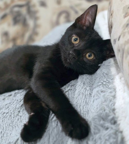 PANTHER - Domestic Short Hair available for adoption