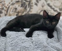 Panther - Photo 5