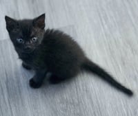 Panther - Photo 9