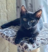 Panther - Photo 8