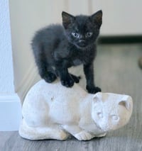 Panther - Photo 4