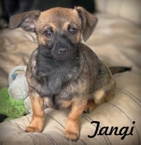 Tangi - Photo 4