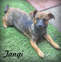 Tangi - Photo 1