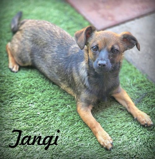 TANGI - Dachshund / Chihuahua available for adoption