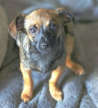 Tangi - Photo 2