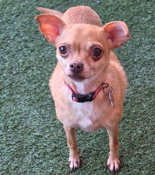 ROYALTY - Chihuahua available for adoption