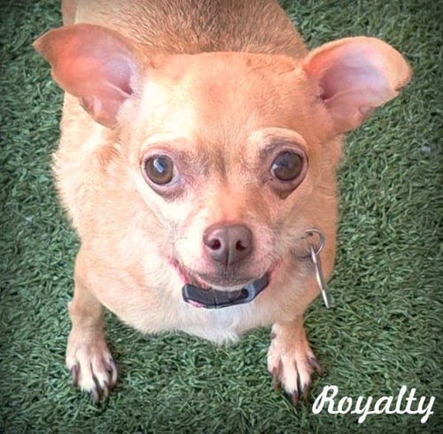 ROYALTY - Chihuahua available for adoption