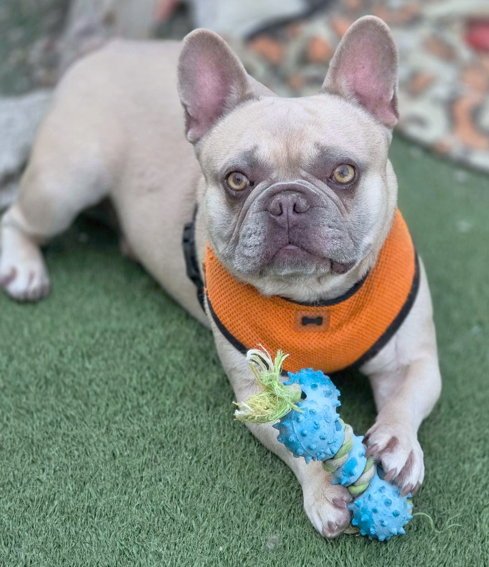 HARPO - French Bulldog available for adoption