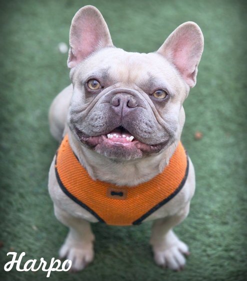 HARPO - French Bulldog available for adoption