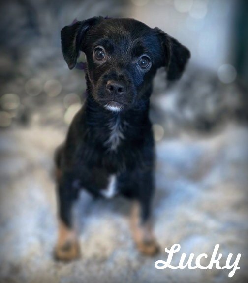 Lucky Image