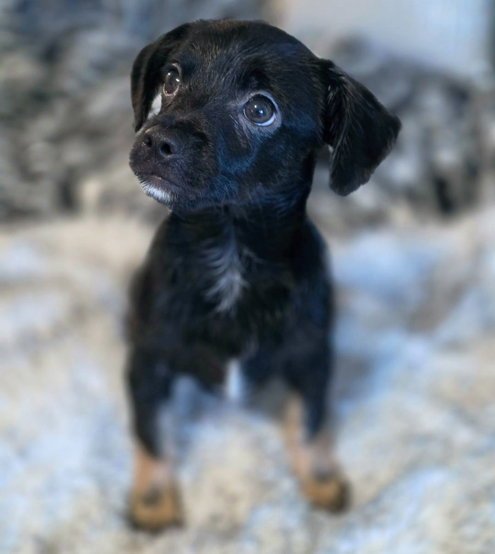 LUCKY - Chihuahua / Dachshund available for adoption