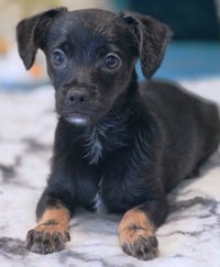 Lucky - Photo 8