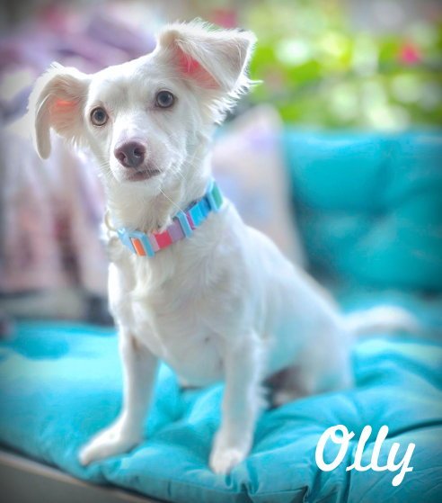 OLLY - Dachshund available for adoption