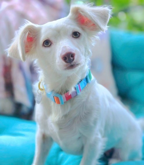 OLLY - Dachshund available for adoption