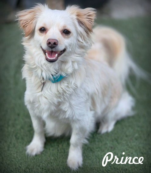 Prince Image