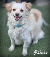 Prince - Photo 1