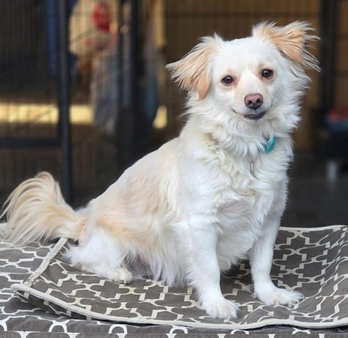 PRINCE - Pomeranian / Dachshund available for adoption