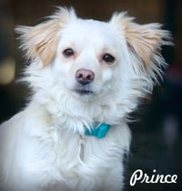 Prince - Photo 4