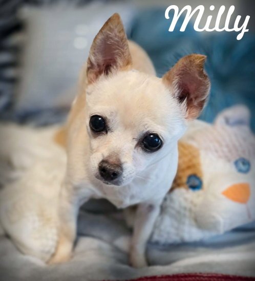 Milly Image