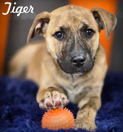 TIGGER - American Staffordshire Terrier / Terrier available for adoption