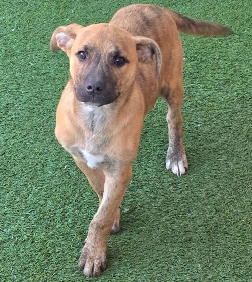 TIGGER - American Staffordshire Terrier / Terrier available for adoption