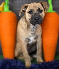 Tigger - Photo 5