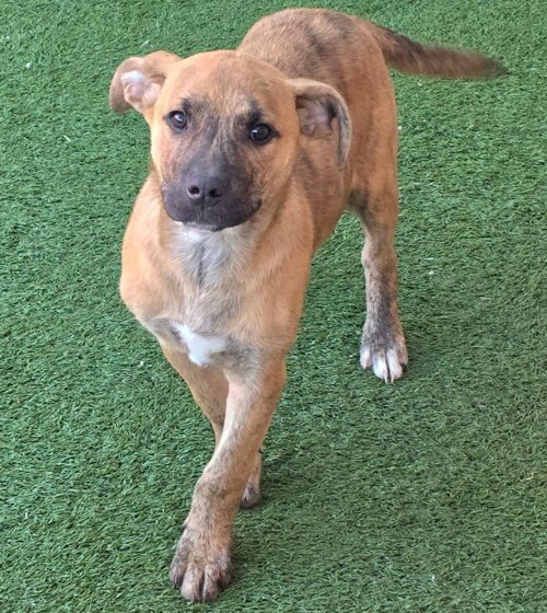 TIGGER - American Staffordshire Terrier / Terrier available for adoption