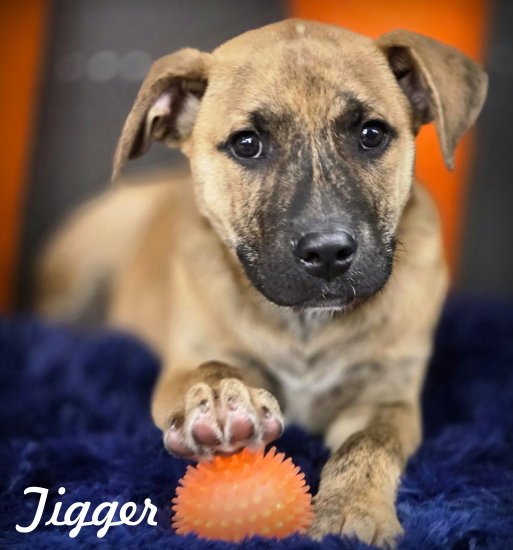 Tigger Image