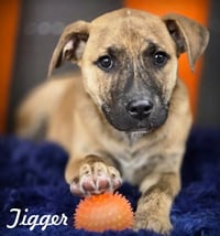 Tigger - Photo 1