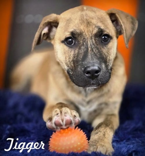 TIGGER - American Staffordshire Terrier / Terrier available for adoption