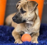 Tigger - Photo 3