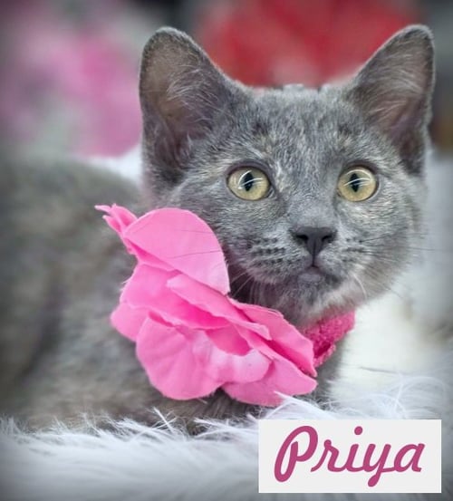 PRIYA - Domestic Short Hair / Tortoiseshell available for adoption