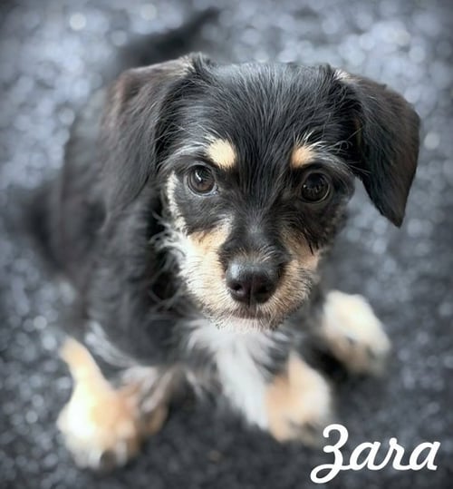ZARA - Miniature Schnauzer / Dachshund available for adoption