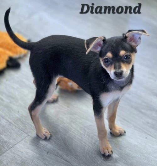 DIAMOND - Miniature Pinscher / Dachshund available for adoption