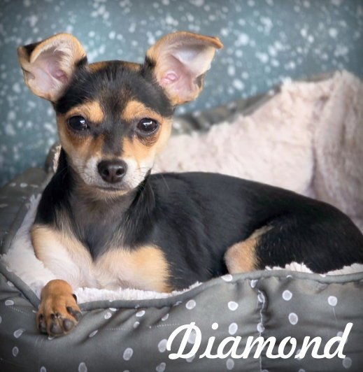 Diamond Image