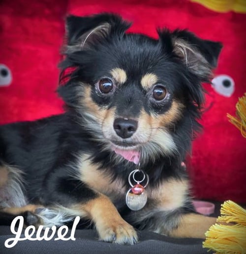 JEWEL