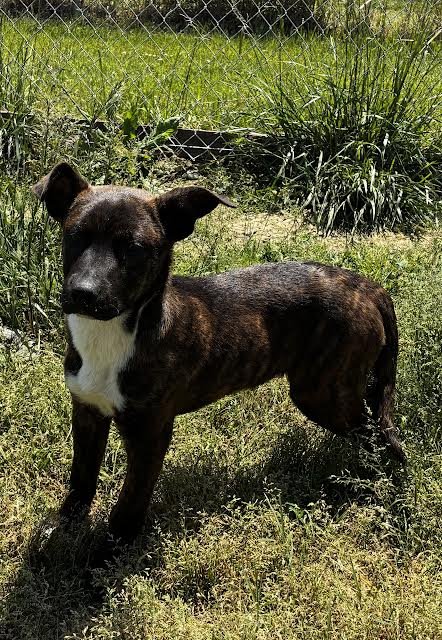 Lucy Image